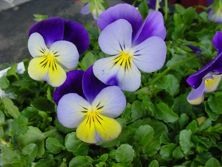 viola cornuta