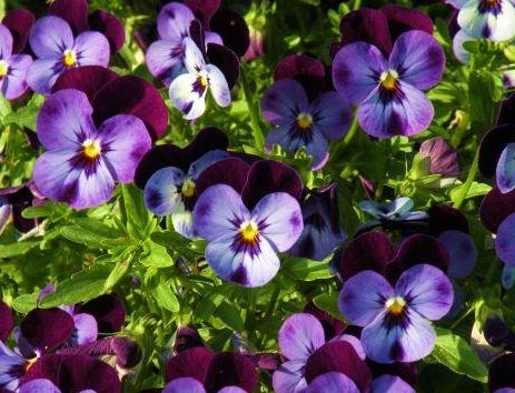 Viola del pensiero: i fiori in primavera