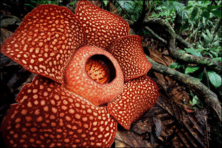 Il fiore più grande del mondo è quello di Rafflesia