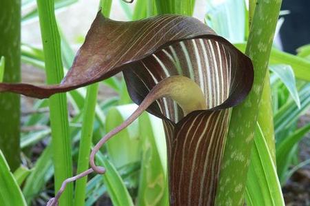 Arisaema