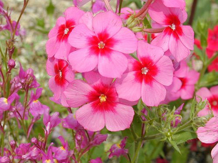 Phlox drummondii