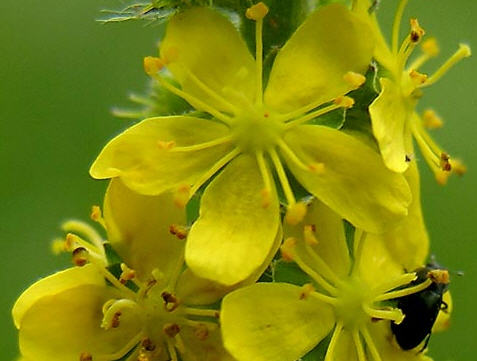 agrimonia fiore di bach