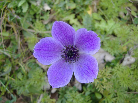 anemone coronaria