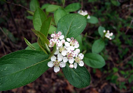 aronia