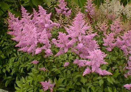 astilbe