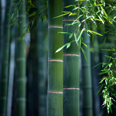 Progettare il giardino: creare una zona d'ombra con il bambù