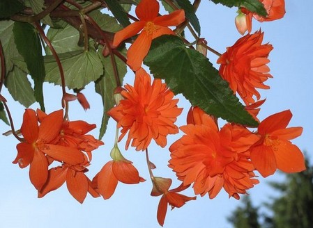 Fioriture primaverili: la Begonia pendula