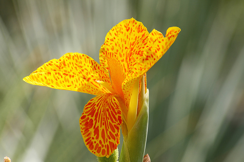 canna indica