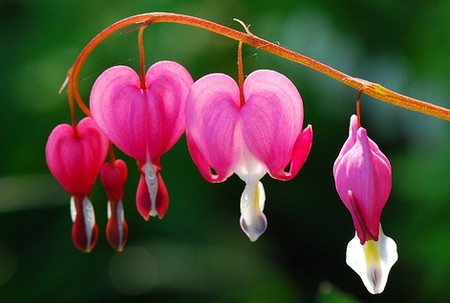 dicentra spectabilis