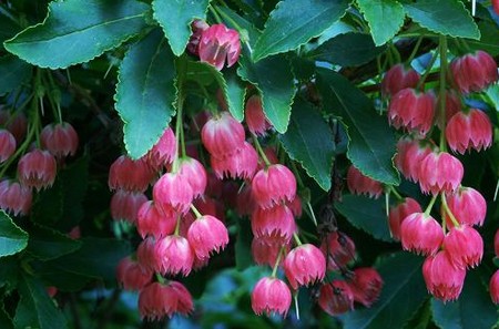 enkianthus