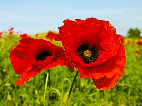 fiori di campo