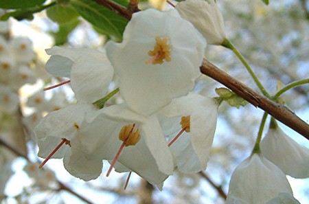 halesia carolina