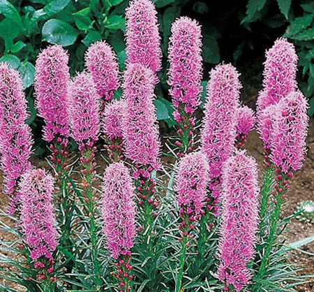 liatris spicata