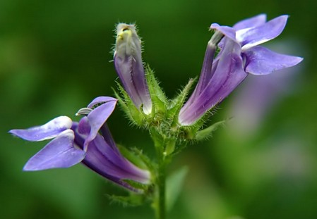 lobelia