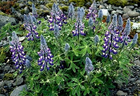 lupinus