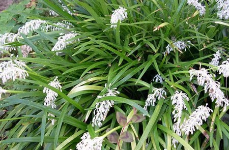 ophiopogon japonicus