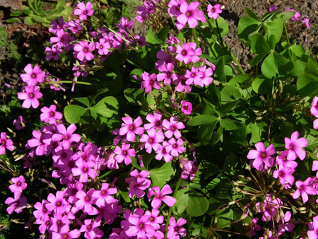 oxalis rubra