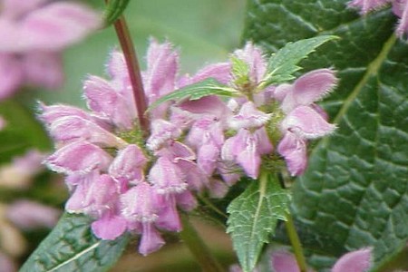 phlomis tuberosa