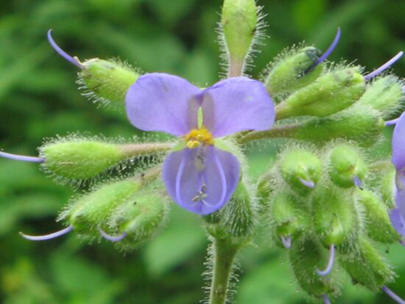 uncaria tormentosa