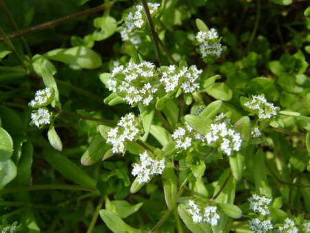 valerianella