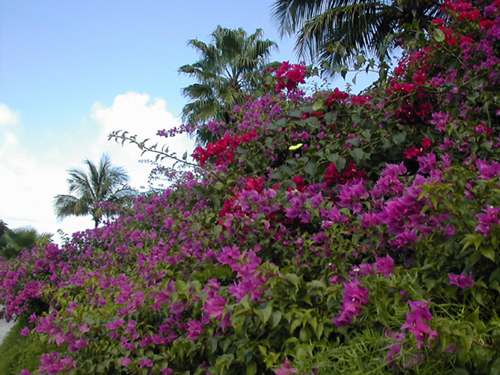 Bouganvillea