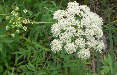 Cicuta_maculata