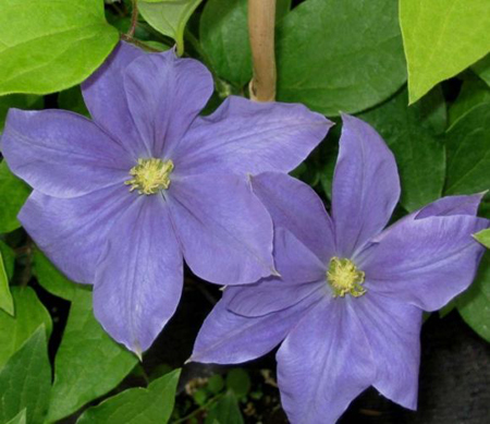 Clematis Fujimusume