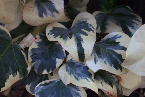 Hedera helix