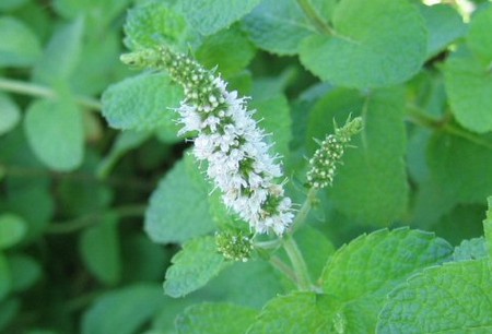 Mentha