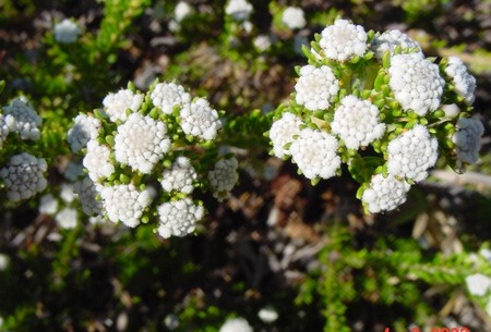 Phylica ericoides