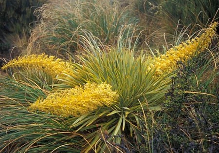 Piante perenni, l'Aciphylla aurea