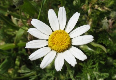 anthemis arvensis