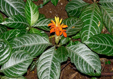 aphelandra aurantica