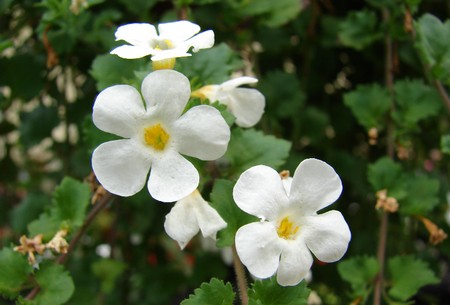 bacopa