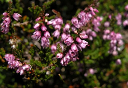 calluna vulgaris