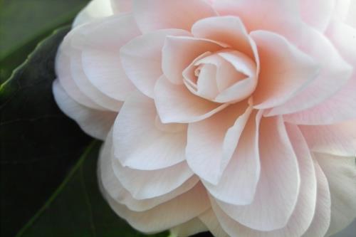 camelia