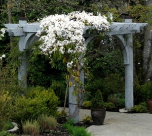 Entry arbor w/ Clematis armandii