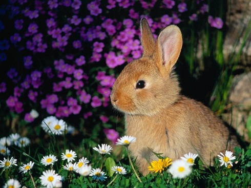 Giardino a prova di coniglio: iniziamo a conoscere le piante