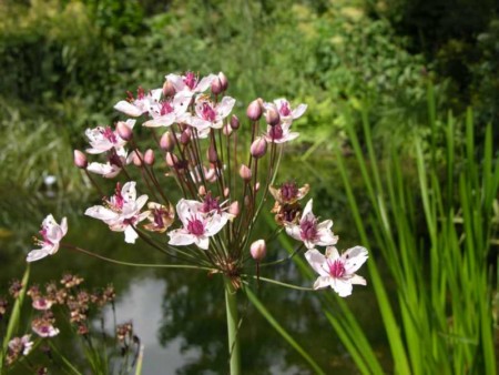 giunco fiorito