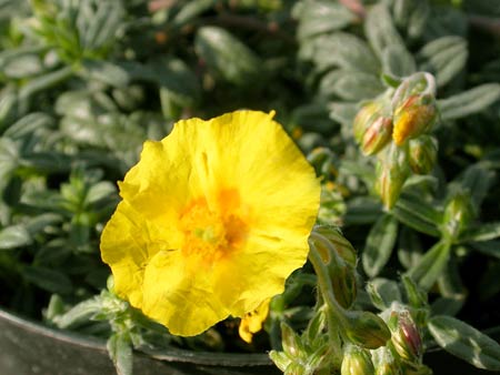 helianthemum-01