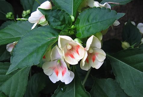 impatiens fiore di bach