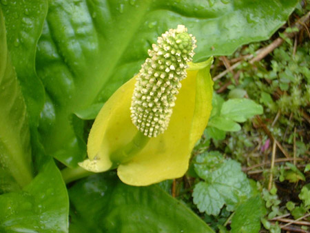 lysichiton americanus