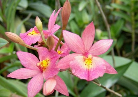 orchidea barkeria