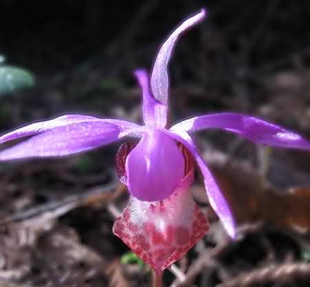 orchidea calypso