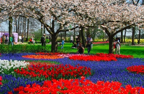 Parco Keukenhof, il cuore fiorito d'Olanda