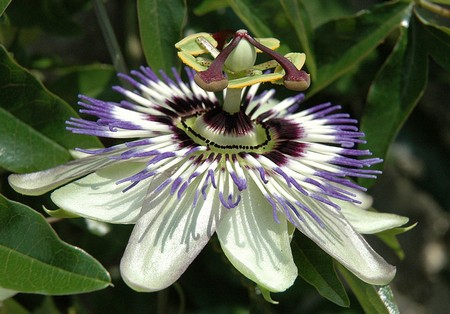 passiflora