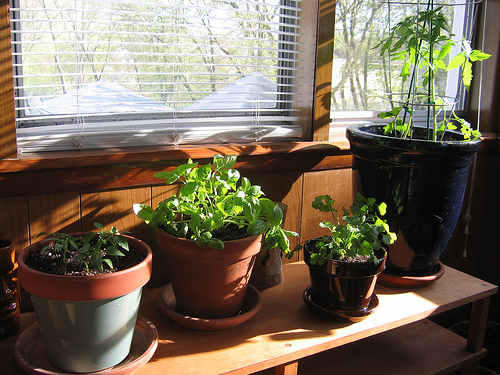 Le piante da appartamento, come coltivarle con successo