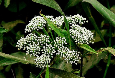 pimpinella anisum