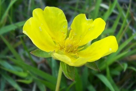 potentilla