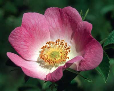 rosa canina